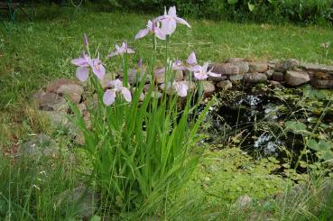 Iris laevigata 'Rose Queen' | Asiatische Sumpf-Schwertlilie